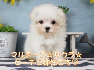 新しい仲間が増えました！